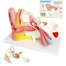 EVOTECH SCIENTIFIC Human Ear Model Anatomy, 4 Parts 3X Enlarged