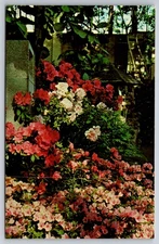Vtg Postcard Jewel Box Forest Park St. Louis Azalea Louisiana Flowers Garden