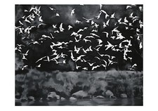 Gerhard Richter " Vögel" 1964 " Limitiert 
