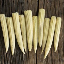 15 Mini Pop "Babycorn" Sweetcorn Seeds