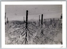 Vtg B&W Snapshot Nature Scene With Trees And Poles 1950s