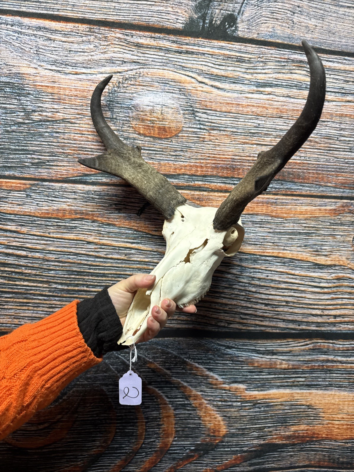 Pronghorn Antelope Skull Animal Mount Cabin Western Yard Decor Head Art Craft