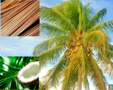 DRY COCONUT LEAF BROOM (IRATU)CLEANING TOOL 50 STICKS 24 inch 100% organic