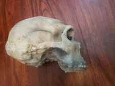 Neanderthal Skull Homo Neanderthalensus Realistic High Precision Replica