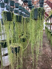 Live String of Pearls Plant, 6” Pot – Trailing Succulent