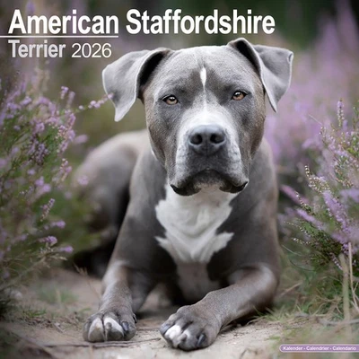 MARBLE CITY PRESS American Staffordshire Terrier Calendar 2026 | 12x24" 16 Months | Dog Gift Wall