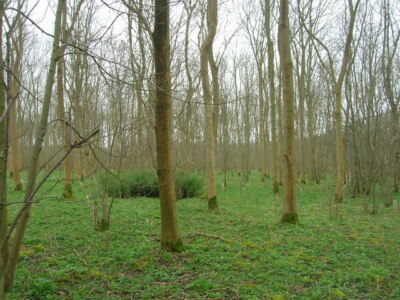 Foto 6x4 Inside North Wood Boynton c2009