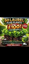 50 Laurel Plug Plants Evergreen Hedge Fast Growing Garden Plants &pound;100 FREE Post