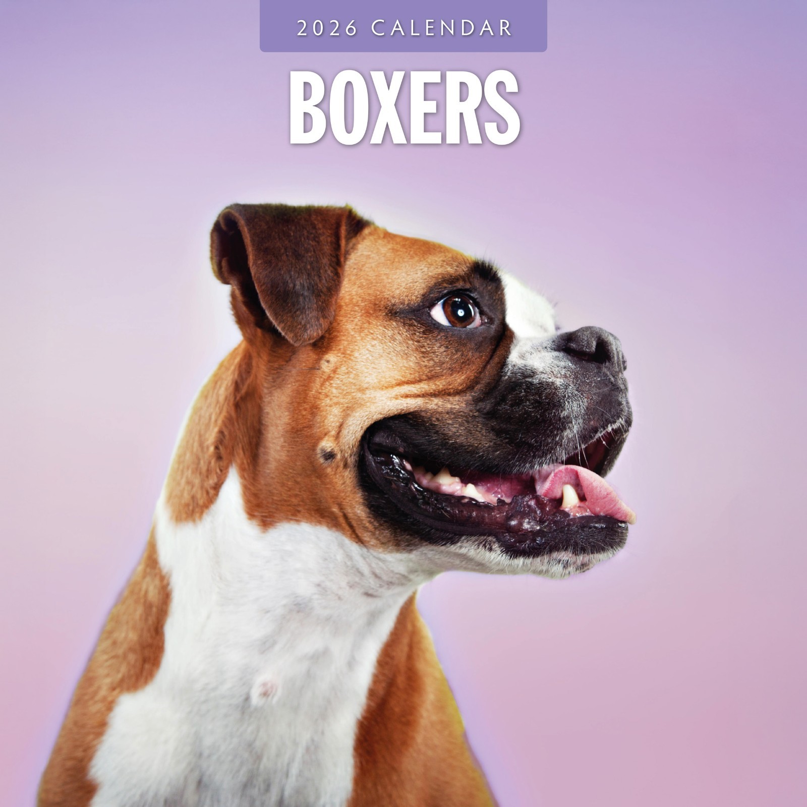 Boxers 2026 Square Wall Calendar