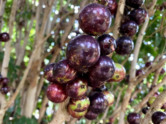 Plinia sp Cabinho de Limeira Jaboticaba - 1 YR OLD - RARE