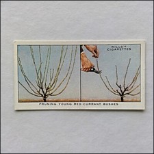 Wills Garden Hints 35 Pruning Young Red Currant Bushes Cigarette Card (CC9)