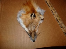 1 tanned RED FOX face fur pelt skin FLY TYING native craft supplies purse bags 2