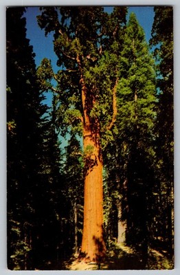 Postcard - The General Sherman Tree - California Redwoods