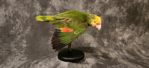 Turquoise Fronted Amazon Parrot Taxidermy Mount - Picture 8 of 10
