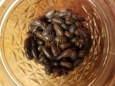 200 - Organically Raised Live Isopods - Clean Up Crew - Armadillidium vulgare 