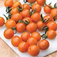 Orange Paruche Tomato Seeds 25 Seed Packet More Heirloom, Organic, Non GM