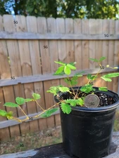 Mimosa Pudica Shy Sensitive Large live plant PLEASE SEE DESCRIPTION BEFORE PUR