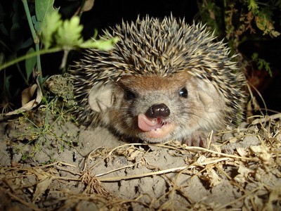 Ansichtskarte / Postkarte: frecher Igel leckt sich die Lippen - naughty hedgehog