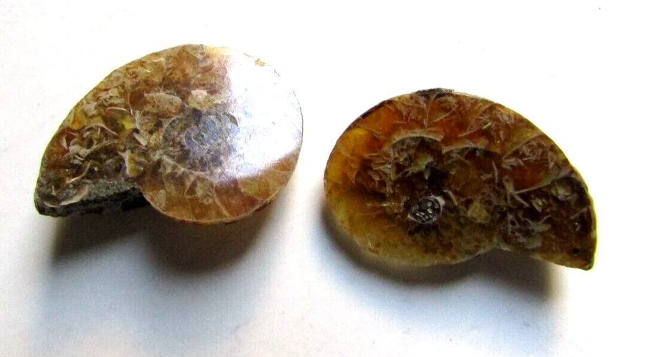 2 Amonite fossils polished - both sides of the same fossil 4 grs - Image 3 of 4