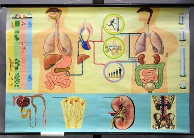 Vintage Pull Down Map Human Body Metabolism Water Balance Excretion