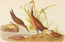 Audubon Bird Print 1890 Antique Original Lithograph 6X9 SANDPIPER Least Peep