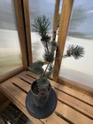 Pinus parviflora ‘Glauca’ Japanese White Pine — photo 2