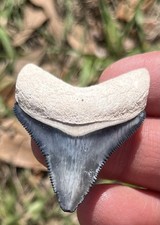 Bone Valley Megalodon Shark Tooth 1.68in