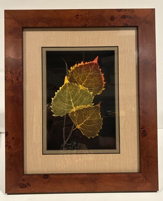 Booker Morey Leaf Lines Cottonwood Shadowbox Numbered 8x10