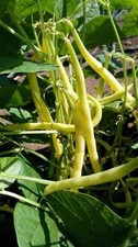 Semillas de frijol de mantequilla frijoles enanos semillas vegetales semillas de frijol amarillo sin cuerdas frijoles