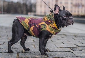 designer dog shop