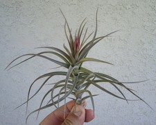 Tillandsia Aeranthos Purple Giant Air Plants