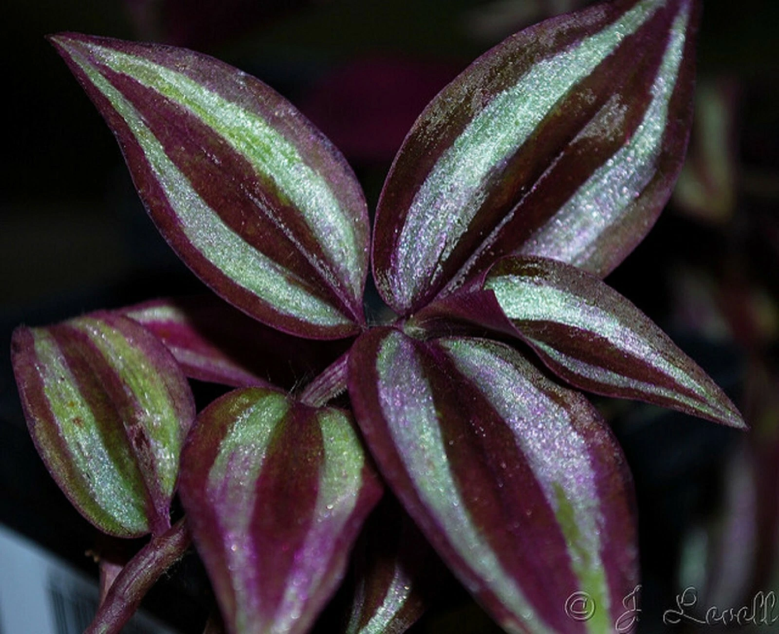 35 Purple Wandering Jew Tradescantia Zebrina Cuttings FREE SHIPPING!!!
Opens in a new window or tab
