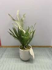 Threshold Hanging Faux Staghorn Fern in White Pot – 12" – Indoor Decor – New