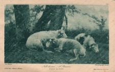 1925 Nel bosco Stefano Bruzzi Dans la foret Arte Cartolina