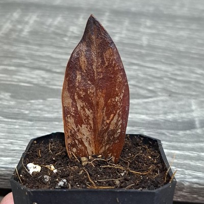 ZZ Rare Zamioculcas Zamiifolia Raven Orange Variegated Plant 17