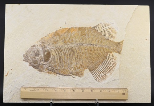 Bargain Giant Phareodus Fish 11.8" 300mm. Fossil Lake Wyoming WY COA 7440