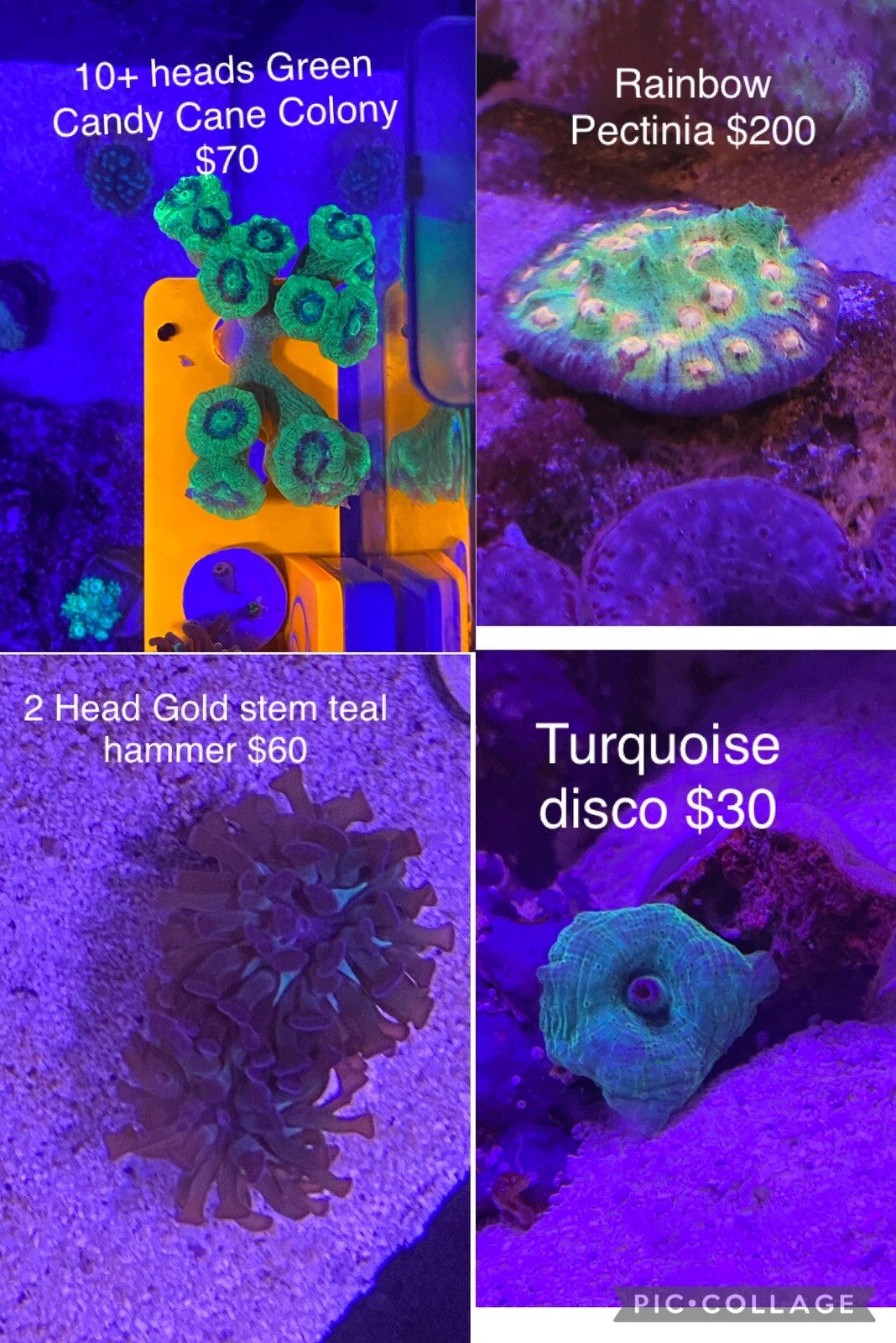 Live Saltwater Corals For Sale eBay