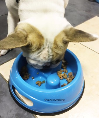Puppy Dog Non Slip Feeding Bowl Help Prevent Bloat Anti Gulping Slow Feeder SALE