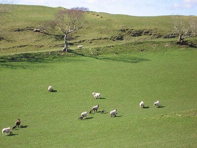 Photo 6x4 Nursery school Ceinws Lambs being trained in running away from  c2009