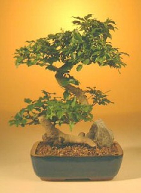 Chinese Indoor Flowering Ligustrum Bonsai Tree Curved Trunk different ages  | eBay