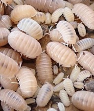 100 ct. Papaya  Little Sea Mix Live Isopods Cubaris murina Free Shipping