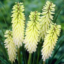 Kniphofia Pineapple Popsicle Plant in 9cm Pot - Unusual Red Hot Poker Variety