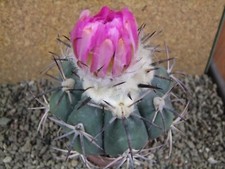 9k10 Echinocactus horizonthalonius innestato, vaso 9 cm