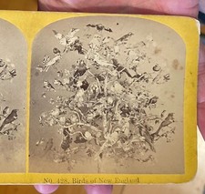 Stereoview Birds of New England No428 Kilburn Brothers Littleton Taxidery? Weird