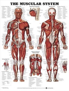 Anatomic Chart