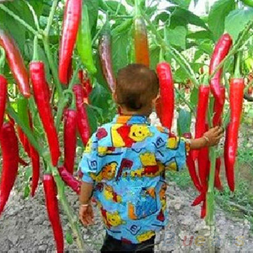 Home Garden Rare Giant Spices Red Spicy Chili Pepper Seeds
