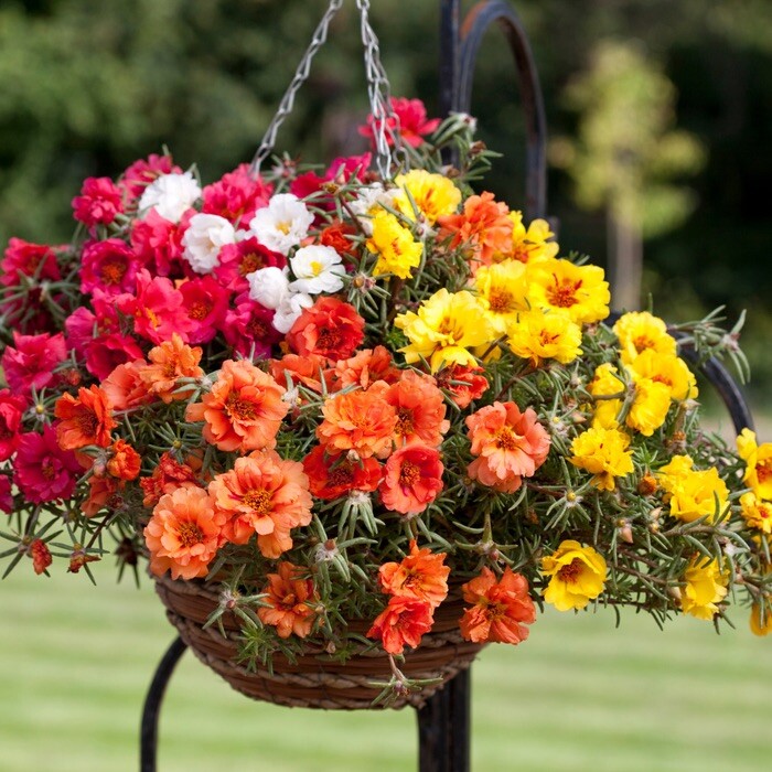 500 x MOSS ROSE DOUBLE - Portulaca grandiflora Seeds- Hanging Baskets  Flower | eBay