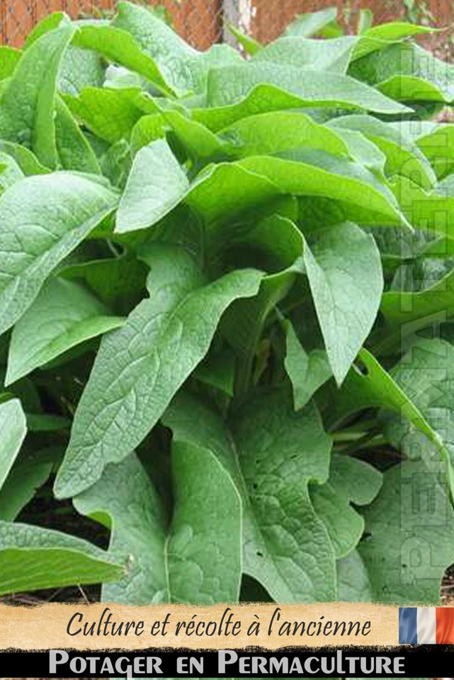 Consoude (Bocking 14) (de Russie) 5 boutures "méthode bio" comfrey - Image 2 of 2