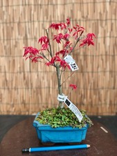 Bonsai di Acero Deshojo h 34cm Visita il mio negozio!