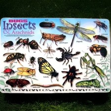 Painless Learning: Bugs Insects  Arachnids Placemat
